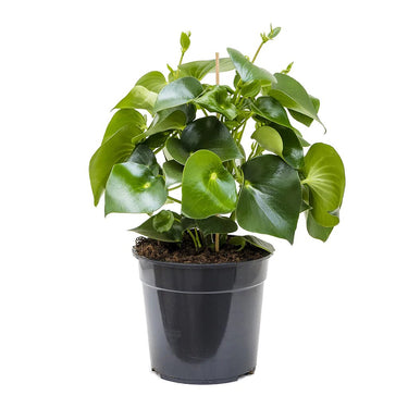 Peperomia Plant, Baby Rubber Plant, Pepper Elder plant, Shining Bush Plant, Emerald Ripper Pepper plant